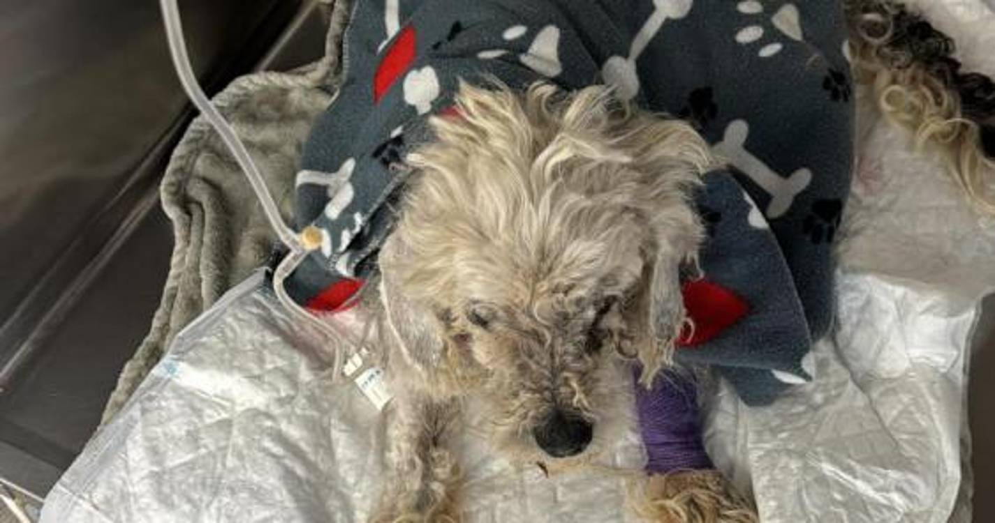 Ajuda a Alimentar Cães resgatou cão a necessitar de cuidados veterinários urgentes