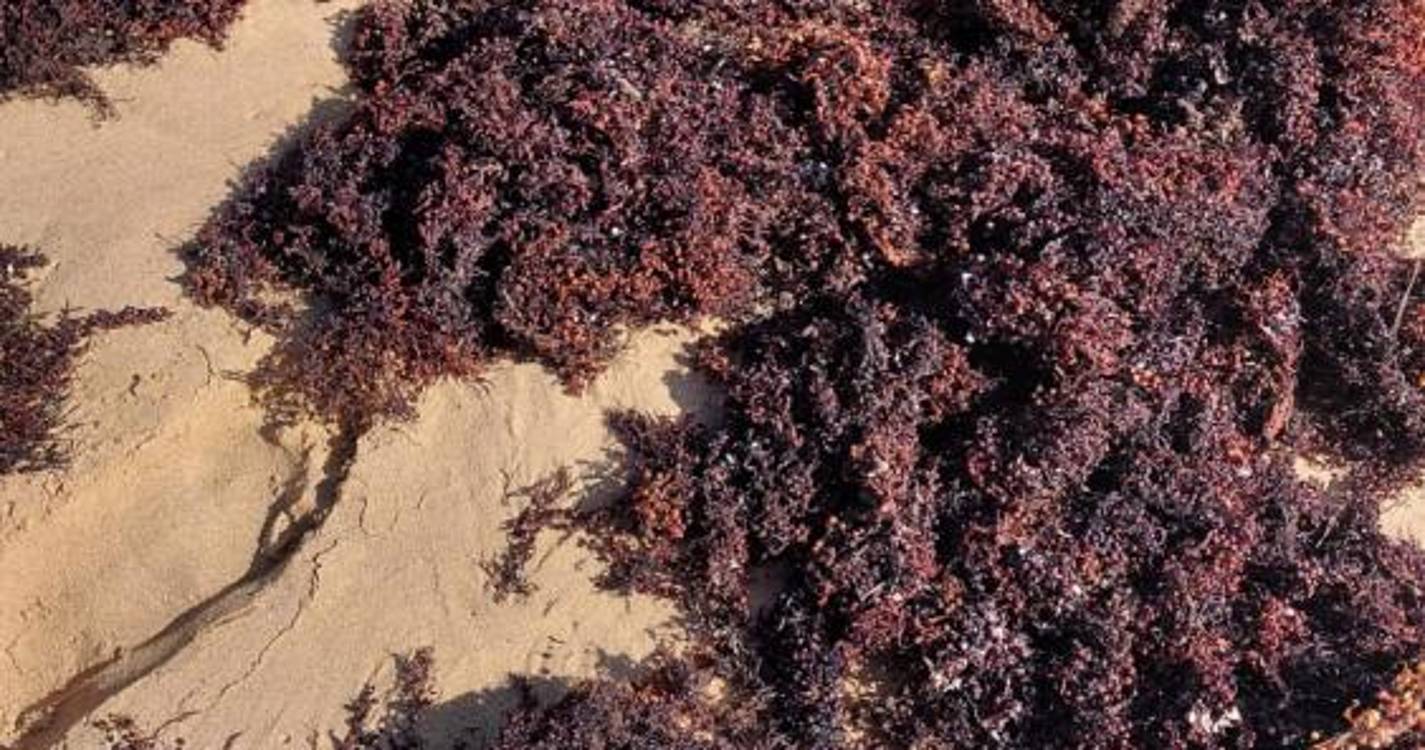 Banhistas queixam-se das condições da praia no Porto Santo