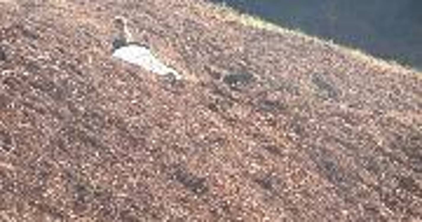 RIR denuncia acampamento ilegal junto ao Hospital dos Marmeleiros