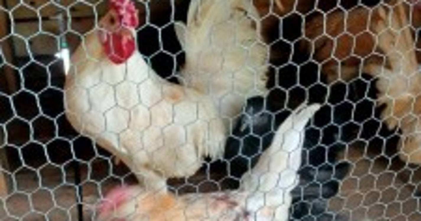 Expo-Pecuária reúne doze produtores e cerca de 28 animais (com fotos)