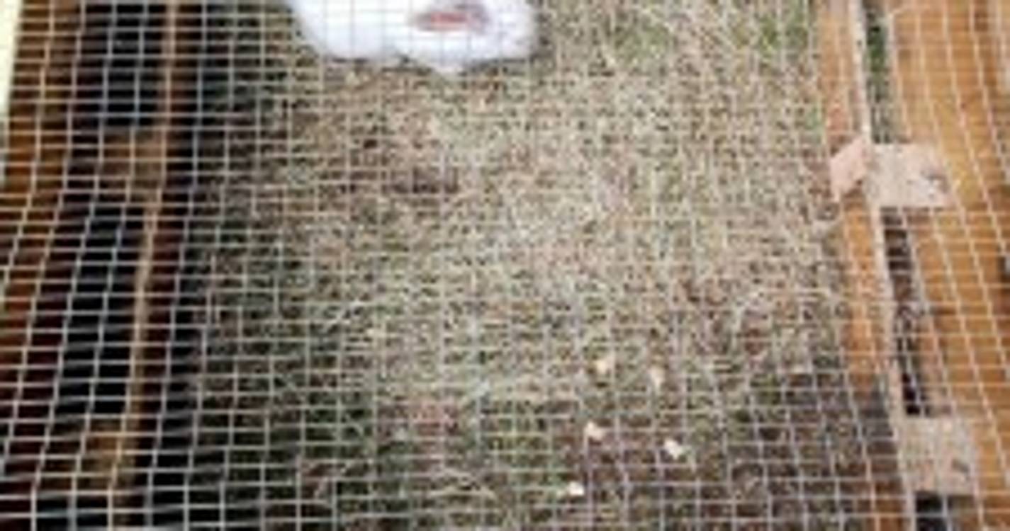 Expo-Pecuária reúne doze produtores e cerca de 28 animais (com fotos)