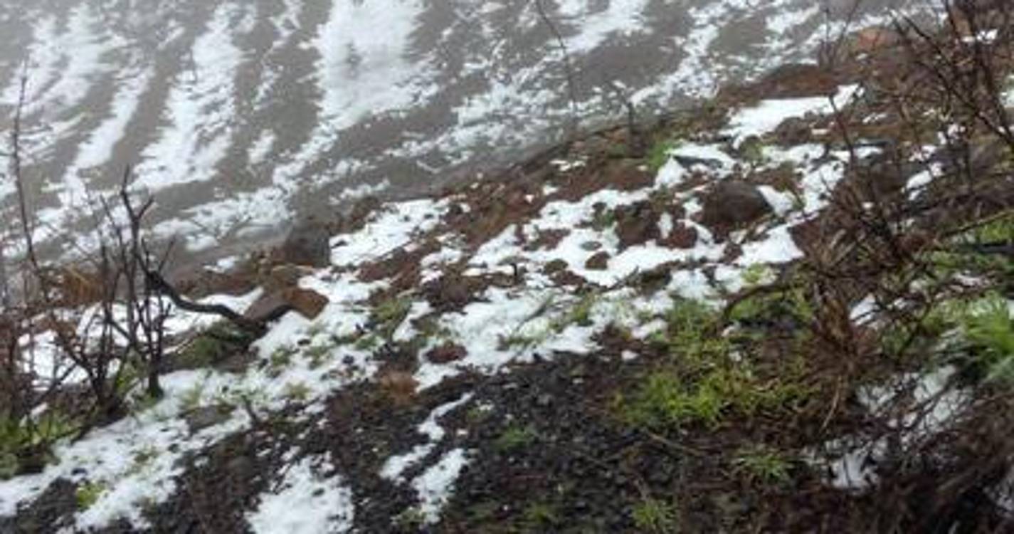 Veja como a neve está a pintar o Paul da Serra neste dia de Carnaval (com fotos e vídeos)