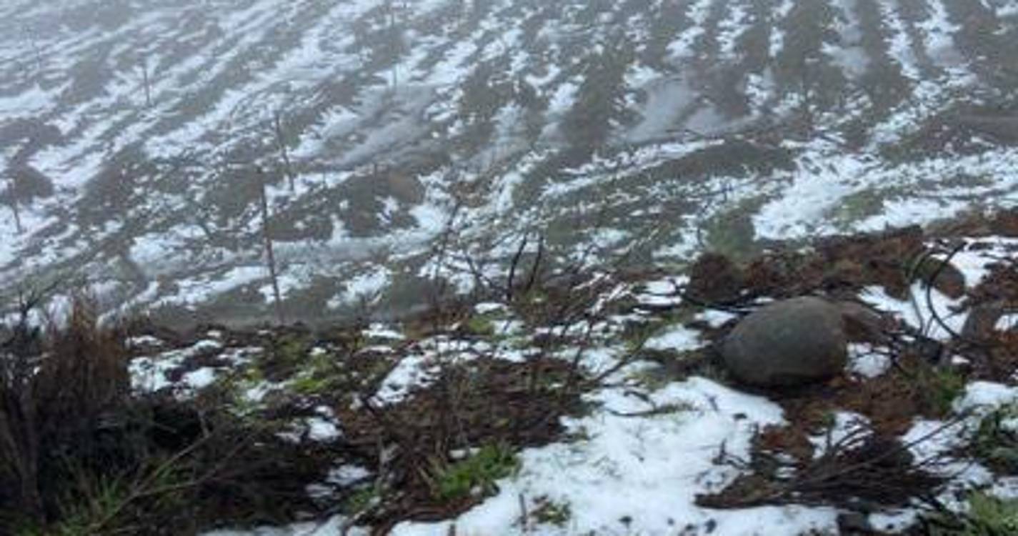 Veja como a neve está a pintar o Paul da Serra neste dia de Carnaval (com fotos e vídeos)