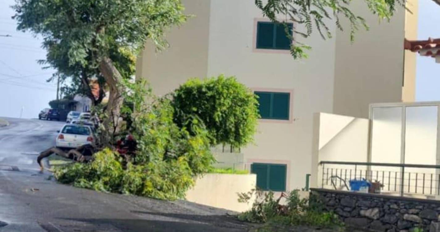 Árvore tombou à porta de um prédio na zona dos Reis Magos (com fotos)