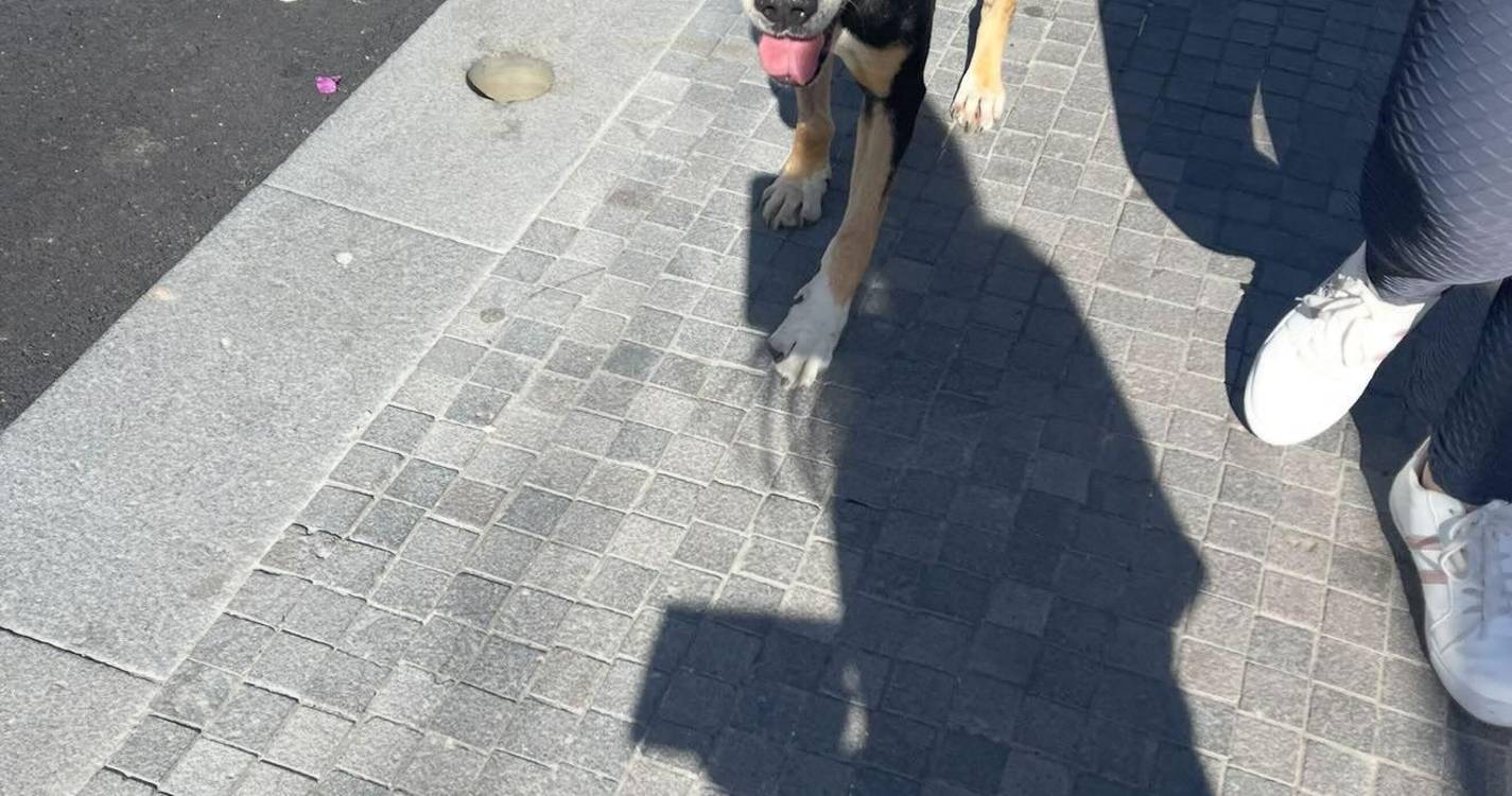 PTP classifica de “vergonhoso” não haver canil/gatil municipal em Câmara de Lobos