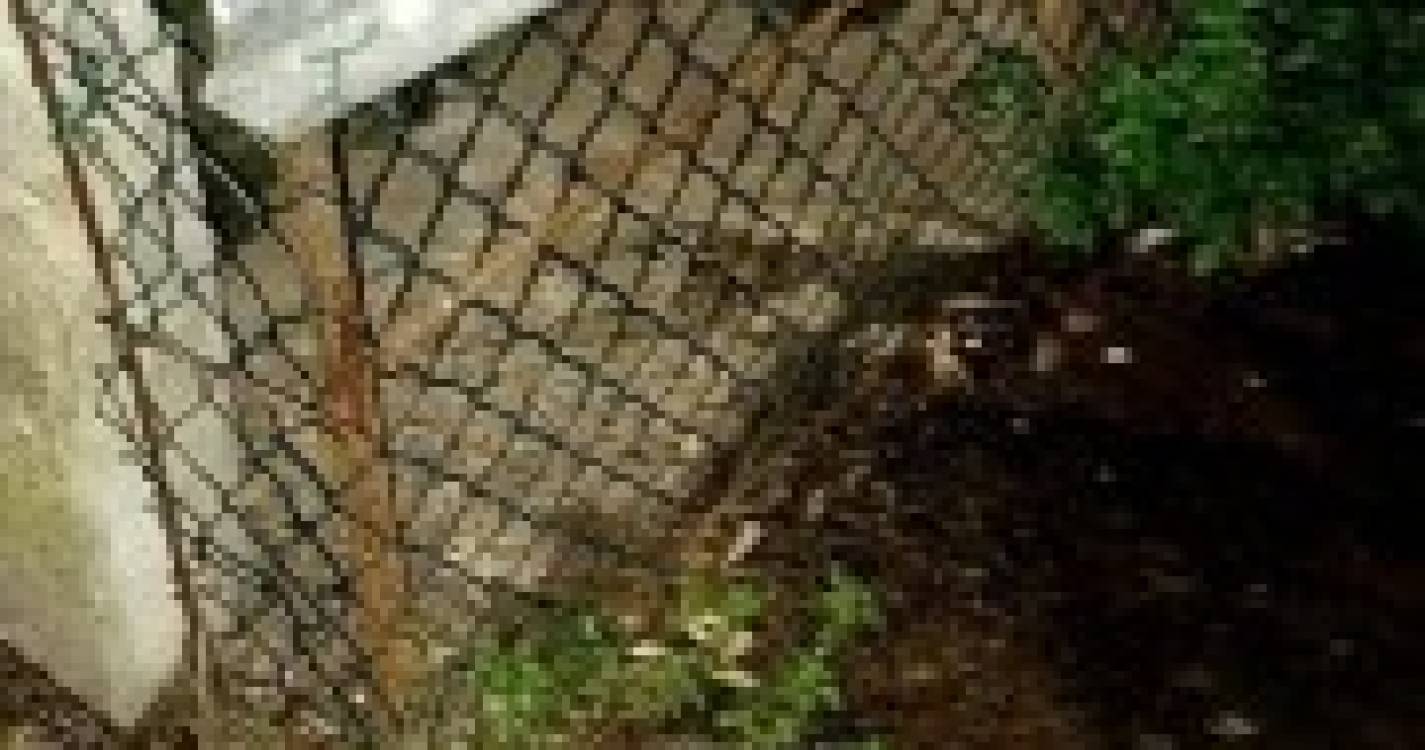 Resgatada cadela que &#34;viveu toda a sua vida&#34; em jaula no Porto Moniz (com fotos)