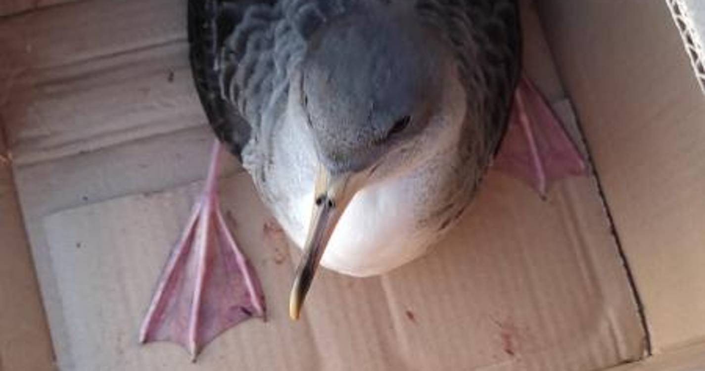 Ave marinha juvenil resgatada na Escola Padre Manuel Álvares, na Ribeira Brava