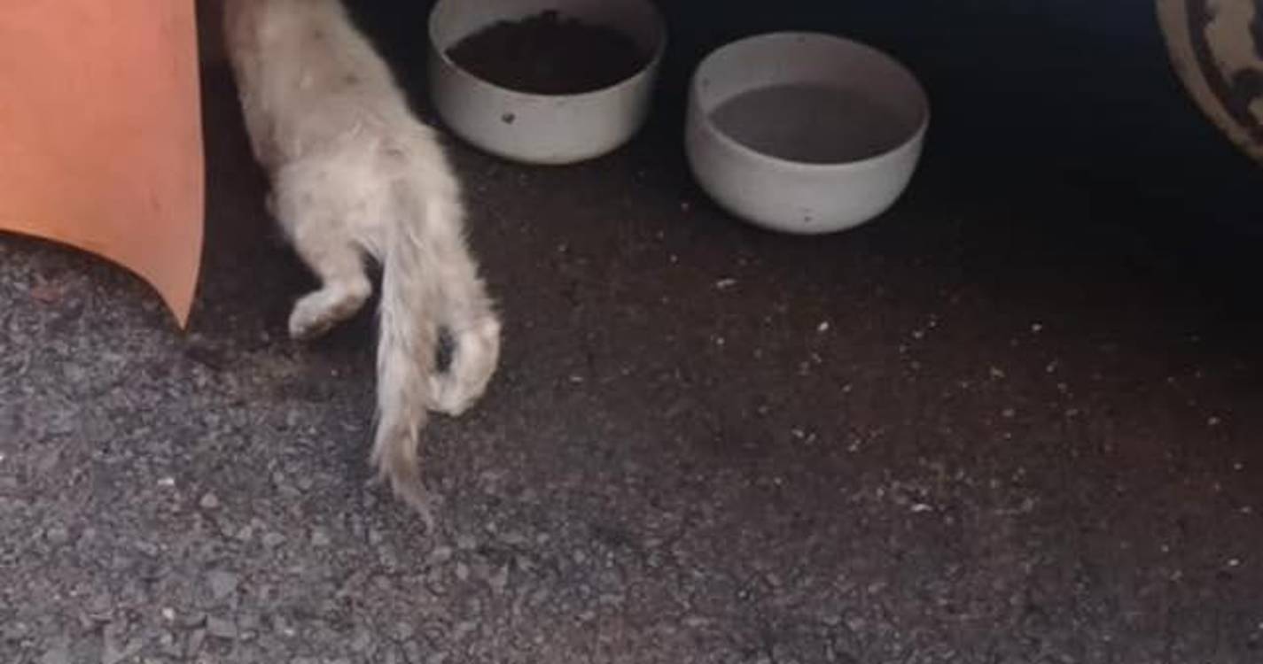 CRO de Santa Cruz resgata nova ninhada de gatos abandonados