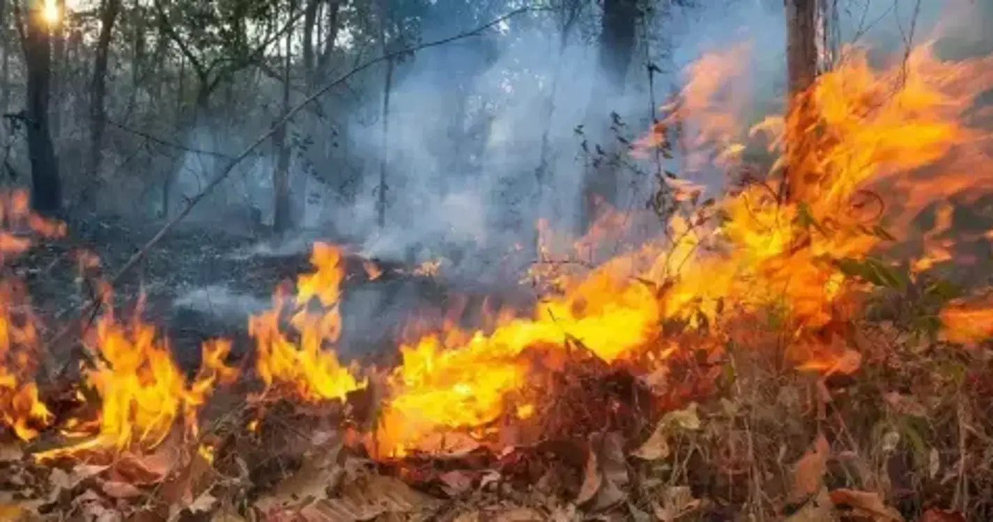 Homem constituído arguido em Bragança por crime de incêndio florestal