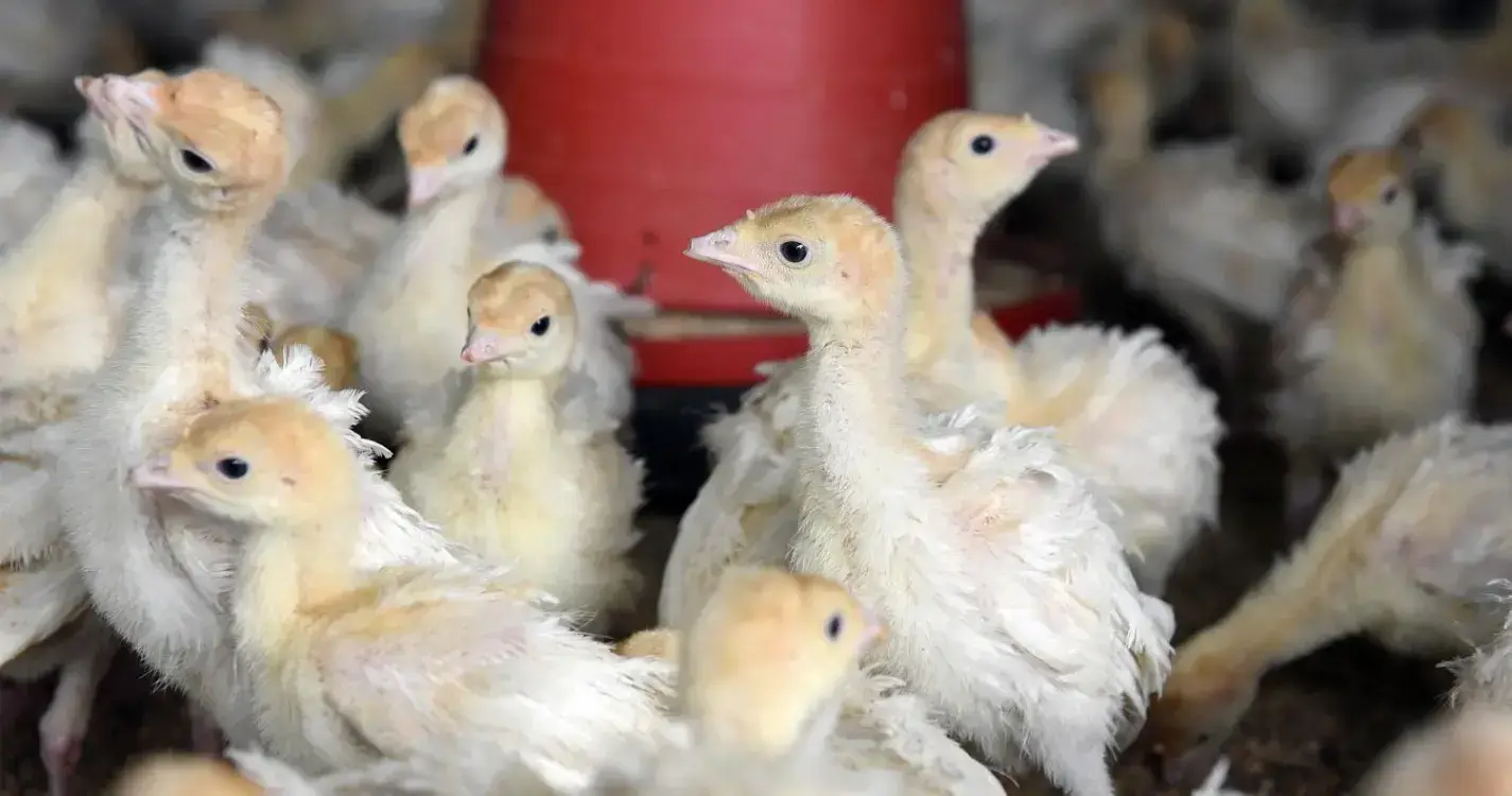 Portugal sem casos de gripe das aves em humanos mas DGAV mantém “vigilância ativa”