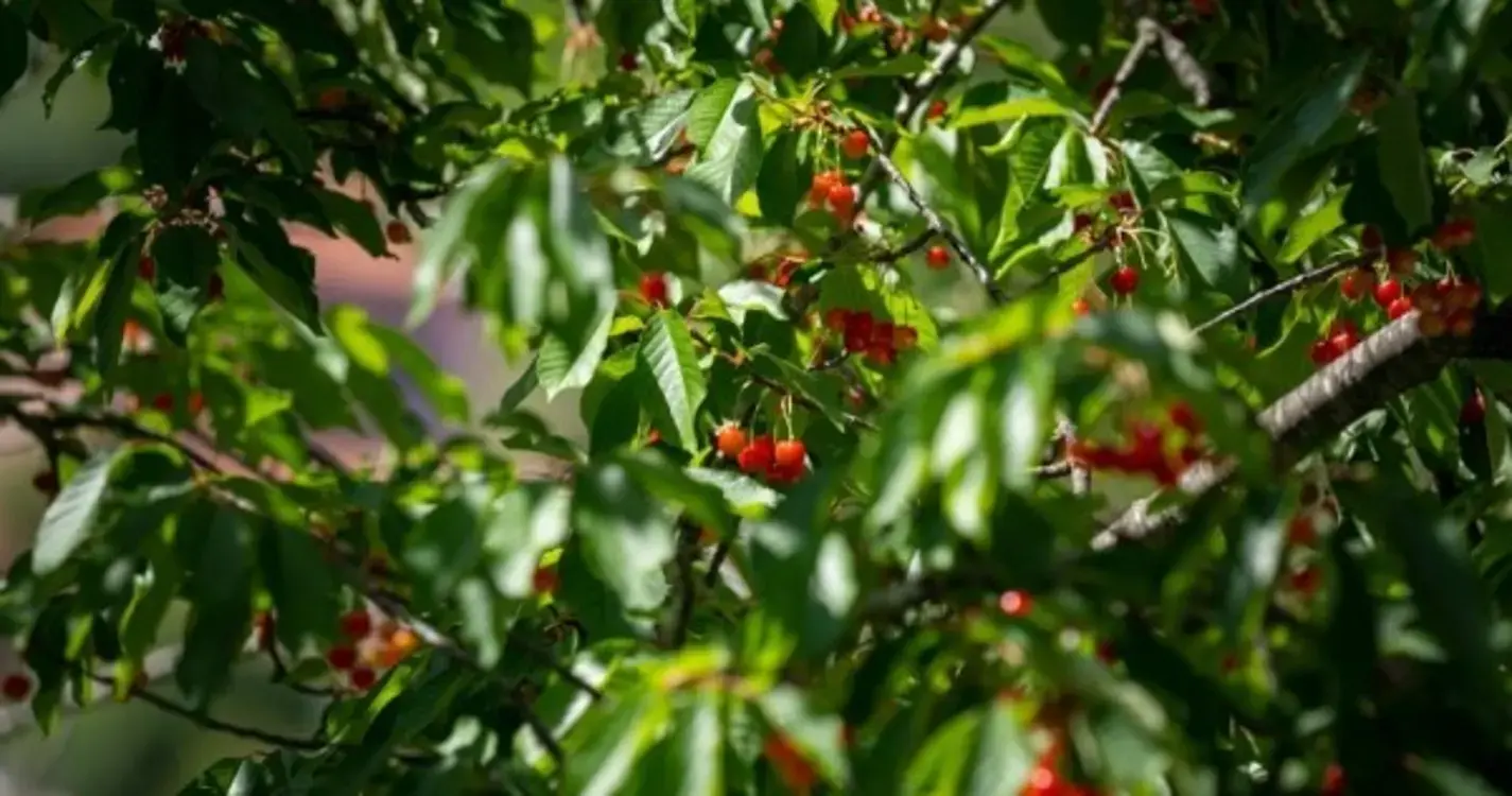 Dois dias recheados de animação na 3.ª Mostra da Ginja