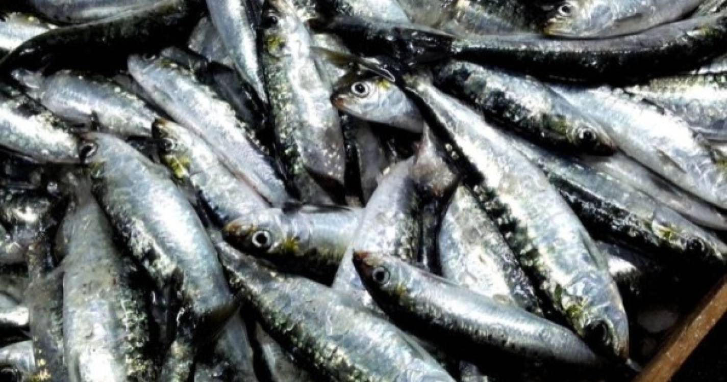 Comer mais sardinha e menos carne vermelha pode salvar até 750 mil vidas em 2050