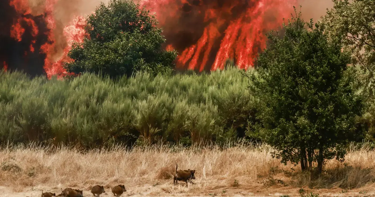 Incêndios: Fogo atingiu zona superior da Mata da Margaraça em Arganil