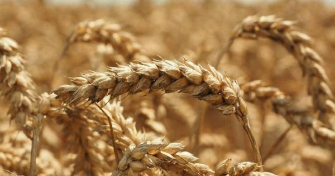 Associação Cultural da Cruz da Guarda realiza debulha do trigo no Porto da Cruz