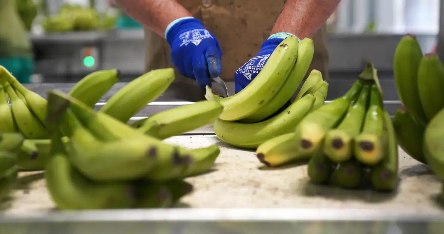 Vendidas menos 3.520 toneladas de banana do que em 2024