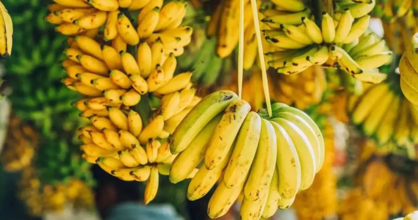 Comercialização de banana decresceu 9,2% em termos homólogos