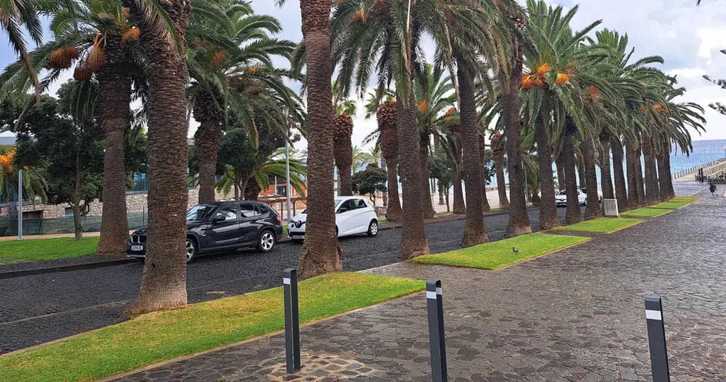 Uma centena de palmeiras serão abatidas no Porto Santo