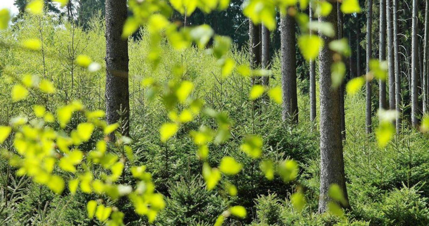 Eleições de 2024 serão decisivas para futuro das políticas ambientais, dizem associações