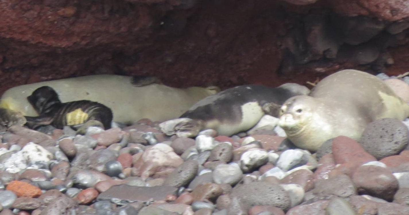 Nasceram quatro lobos-marinhos nas Desertas