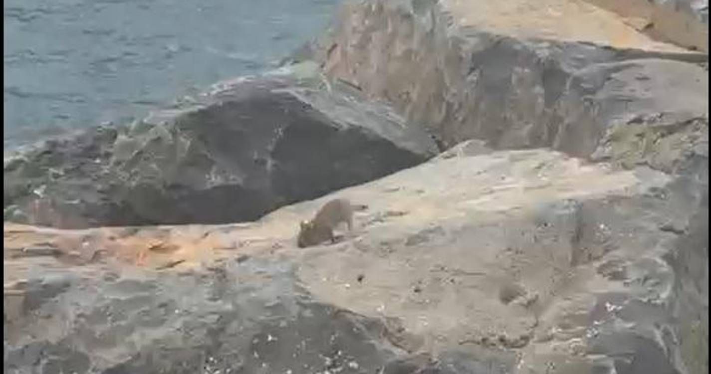 Praga de ratos na praia debaixo do aeroporto