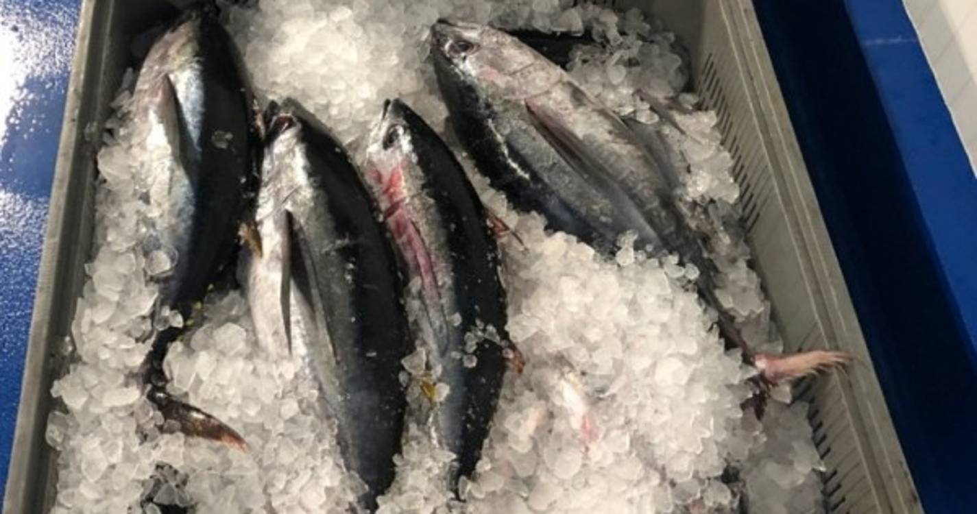 GNR apreende 750 quilos de atum subdimensionado