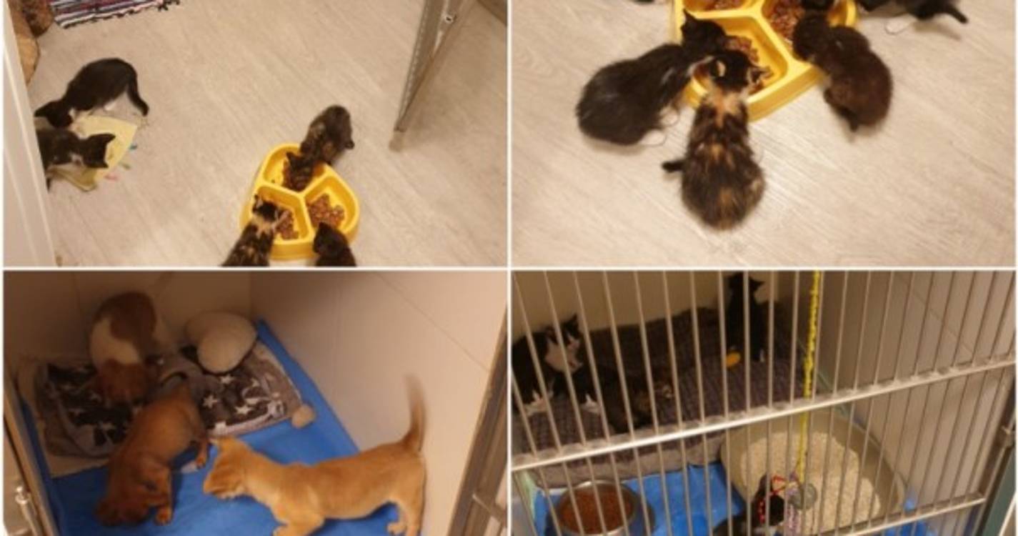 Ajuda a Alimentar Cães à procura de voluntários