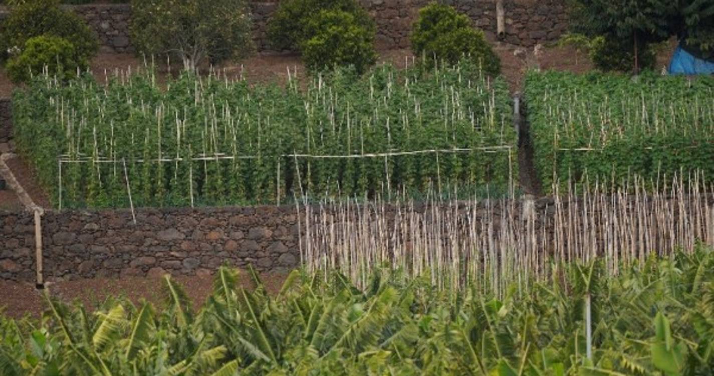 Madeira aposta na utilização de drones na agricultura