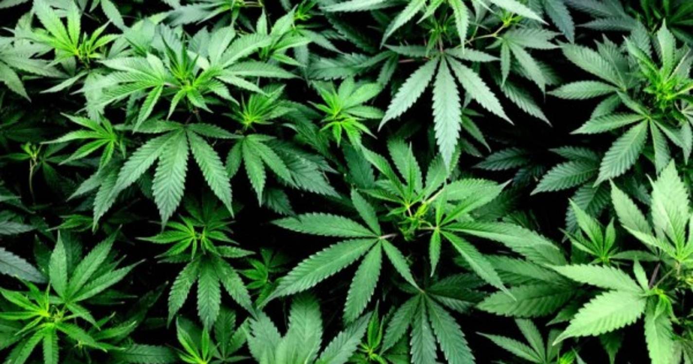 Homem detido por cultivo de canábis num armazém em Vagos