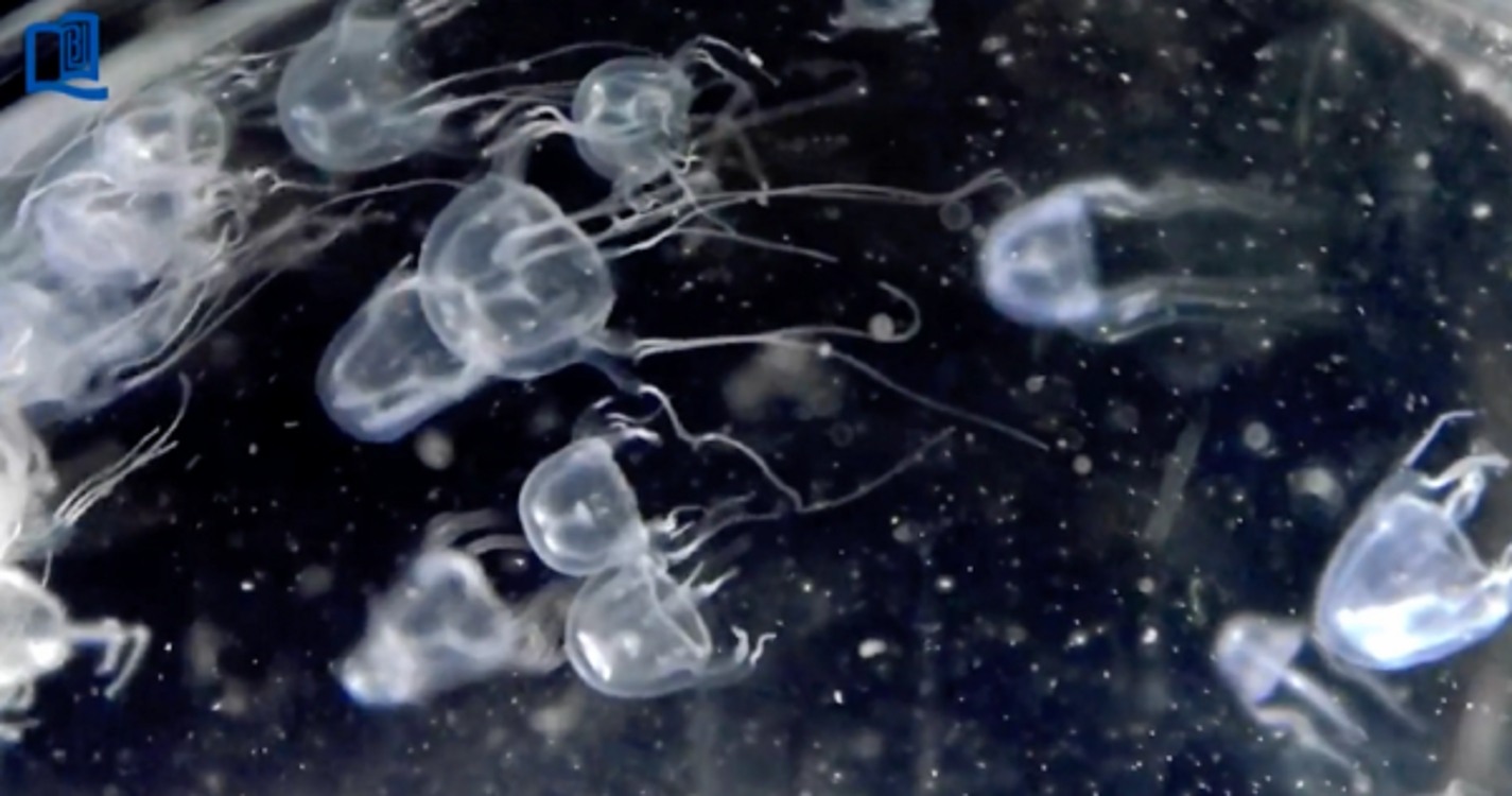 Descoberta nova espécie de alforreca com 24 olhos