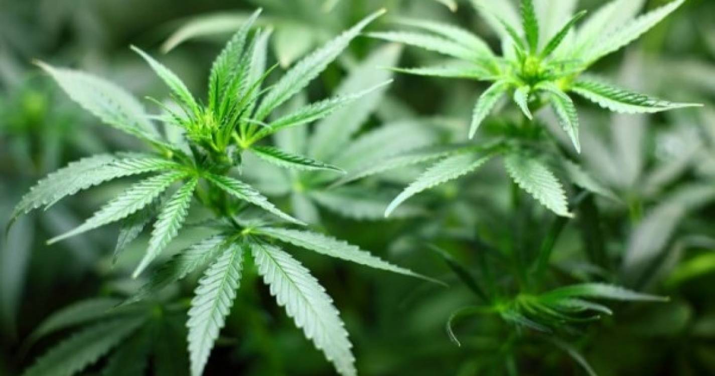 Virginia torna-se primeiro Estado do sul dos EUA a aprovar consumo de cannabis