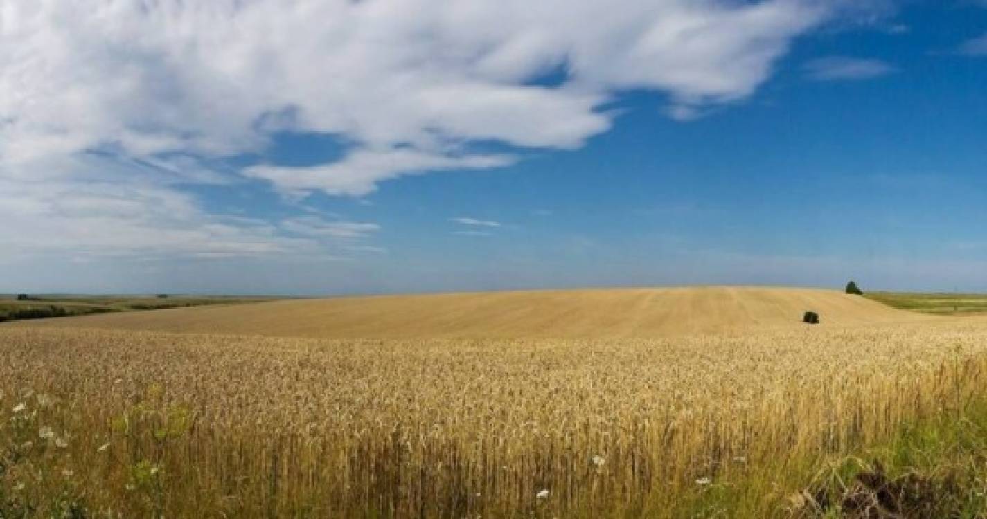Ucrânia forneceu mais de um terço do milho importado por Portugal em 2021