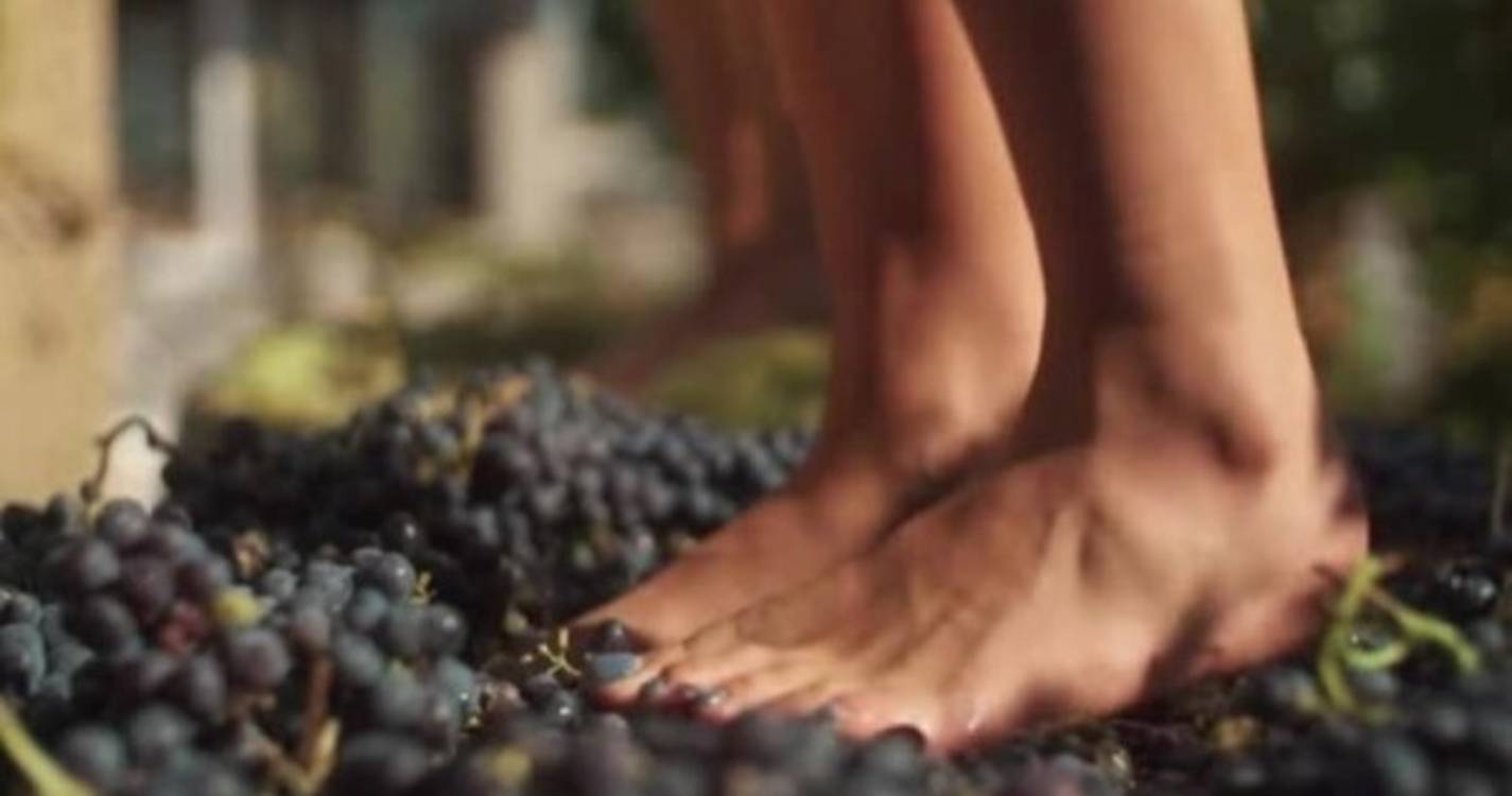 III Edição da Pisa da Uva no Arco de São Jorge acontece amanhã