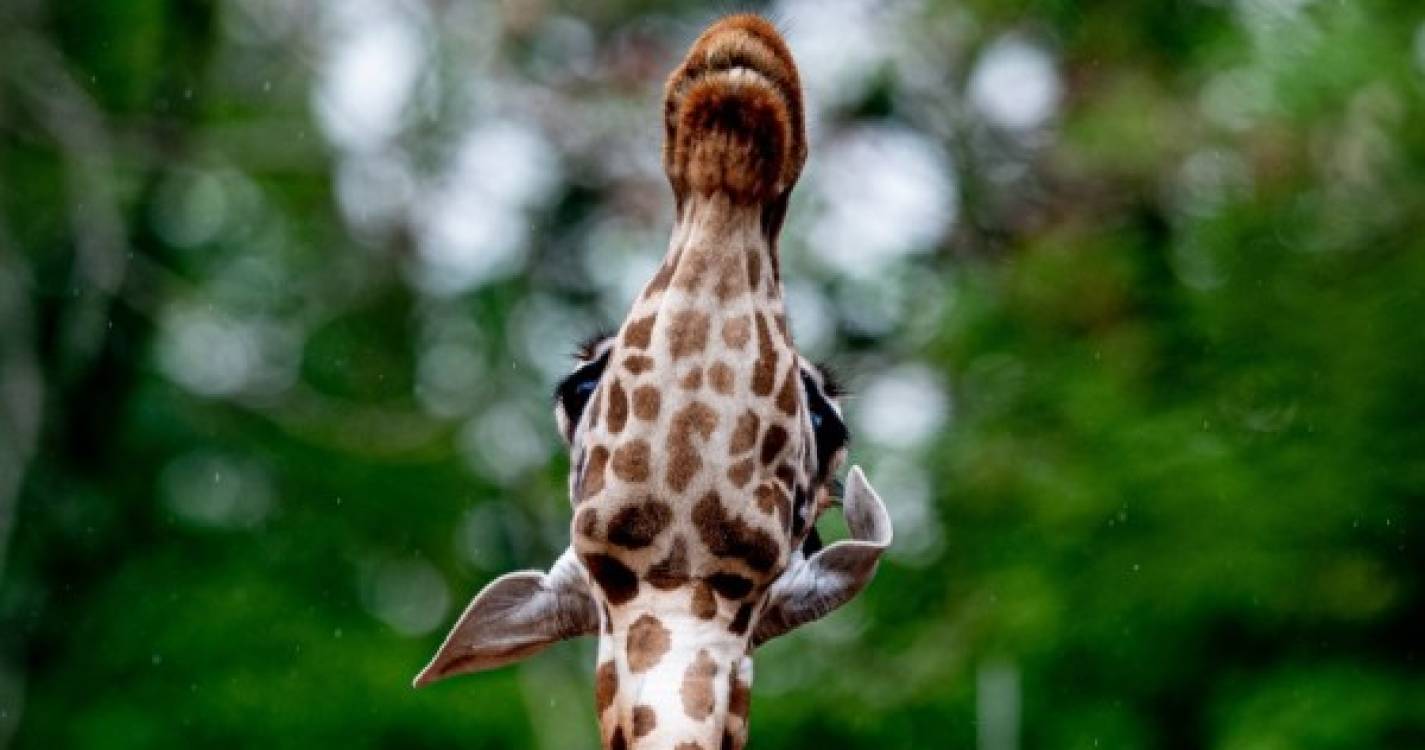 Duas girafas morreram eletrocutadas na região ocidental do Quénia