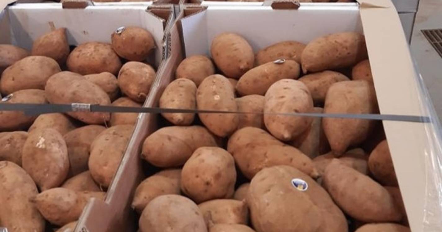 Madeira exportou quatro toneladas de batata doce para o sul de França