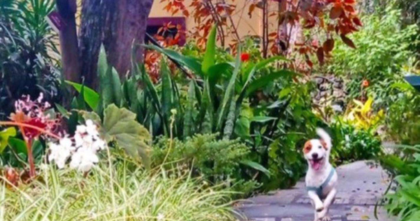 Animais de estimação passam a ser aceites no Pestana Quinta do Arco