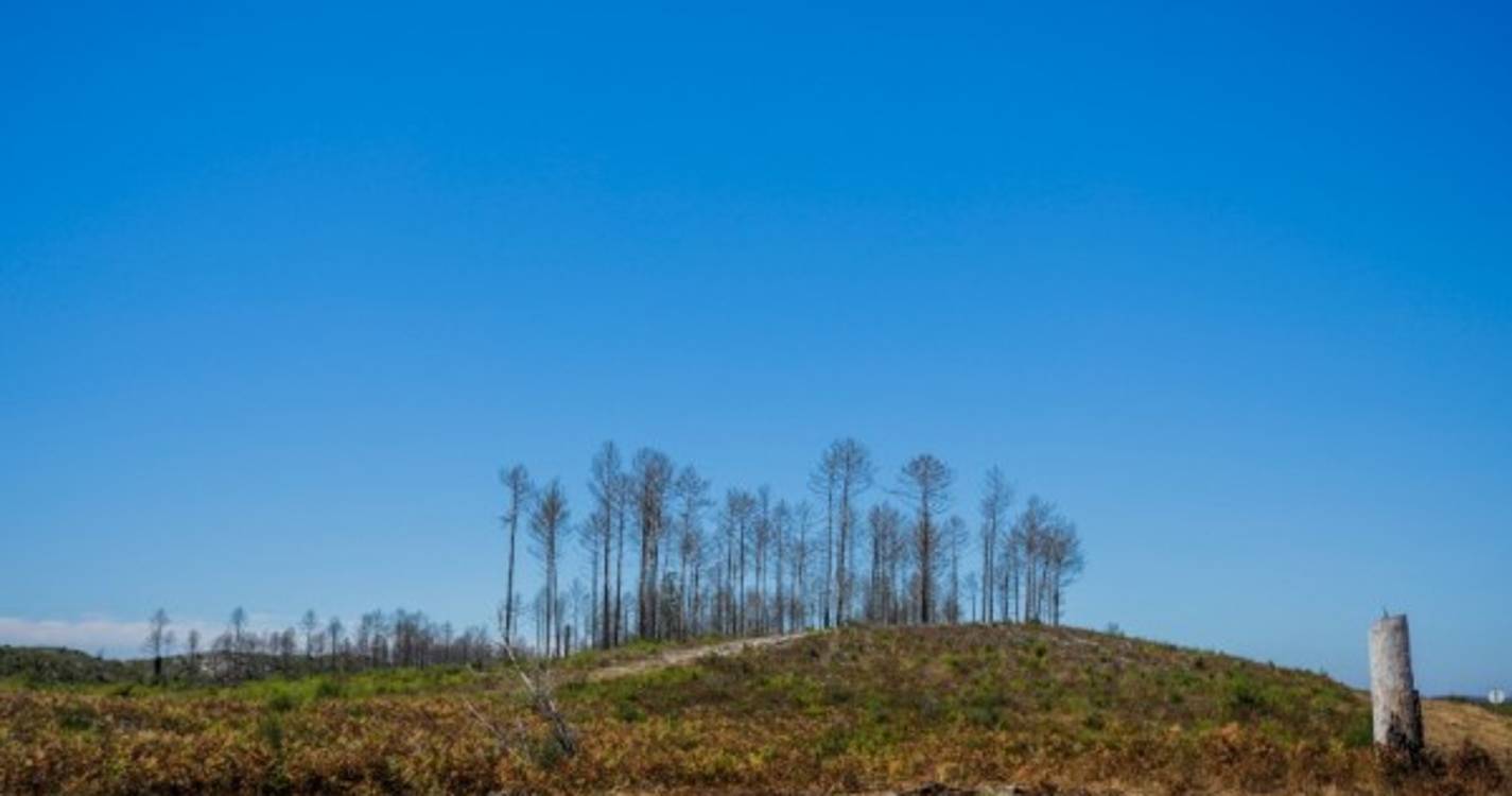 Mais de 200 bombeiros e 55 viaturas combatem fogo em Valpaços
