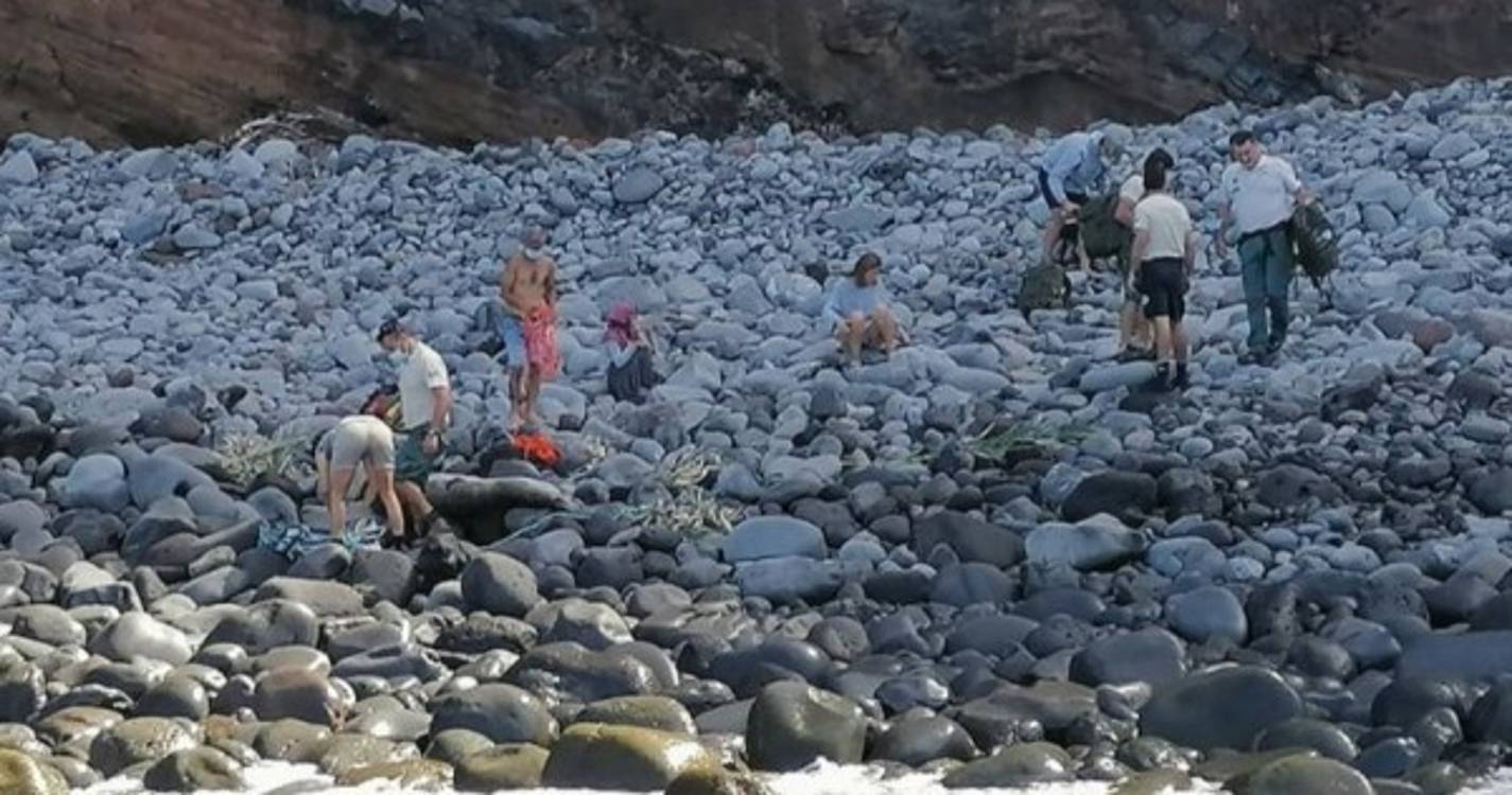Lobo marinho levado para necropsia no Museu da Baleia