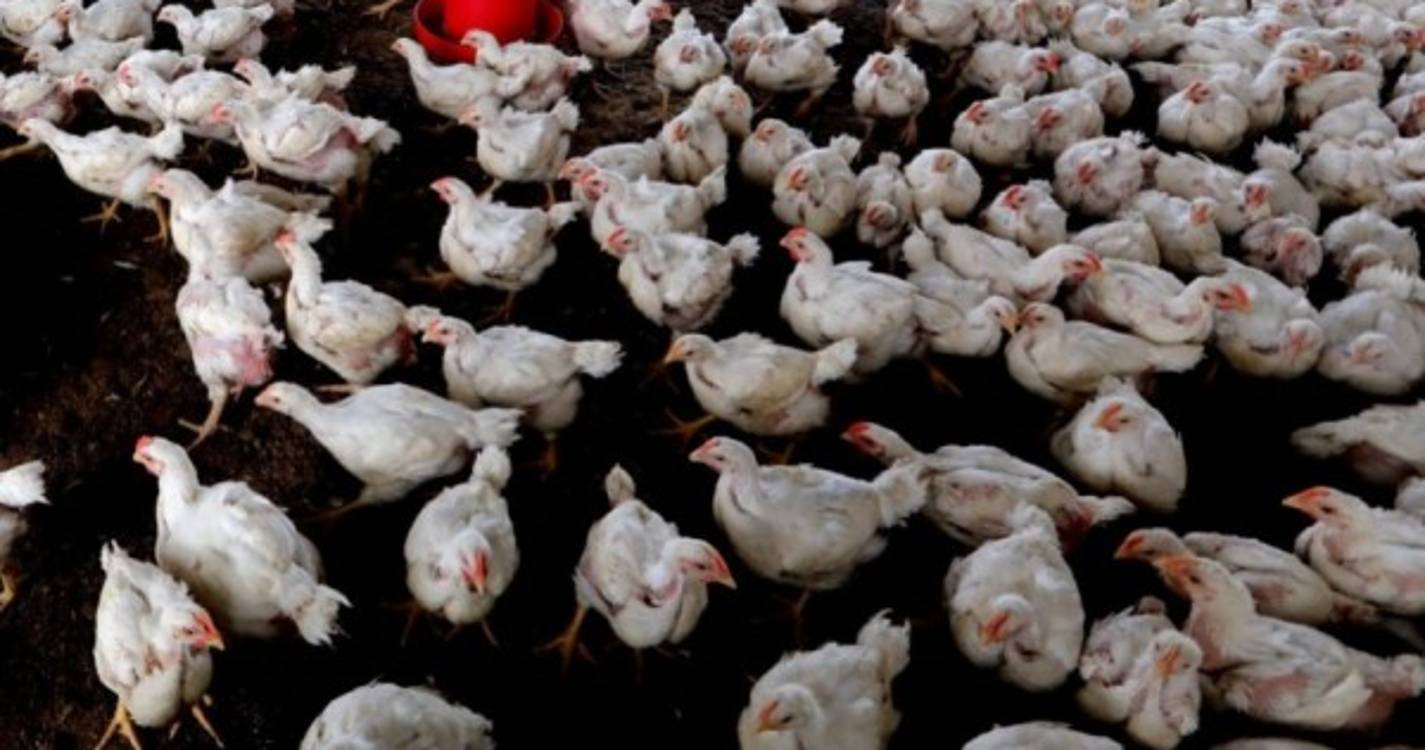 Incêndio em aviário de Leiria mobiliza 75 bombeiros