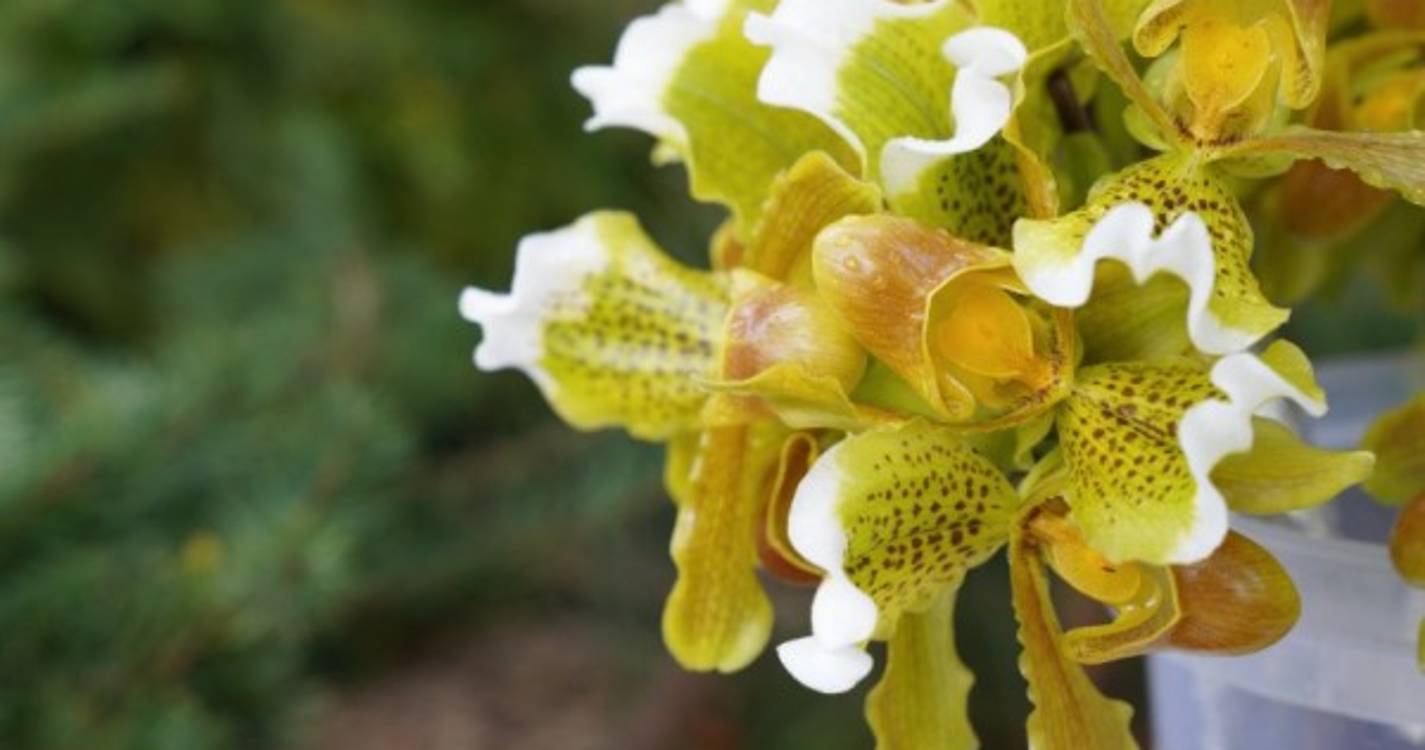 Primavera começa hoje