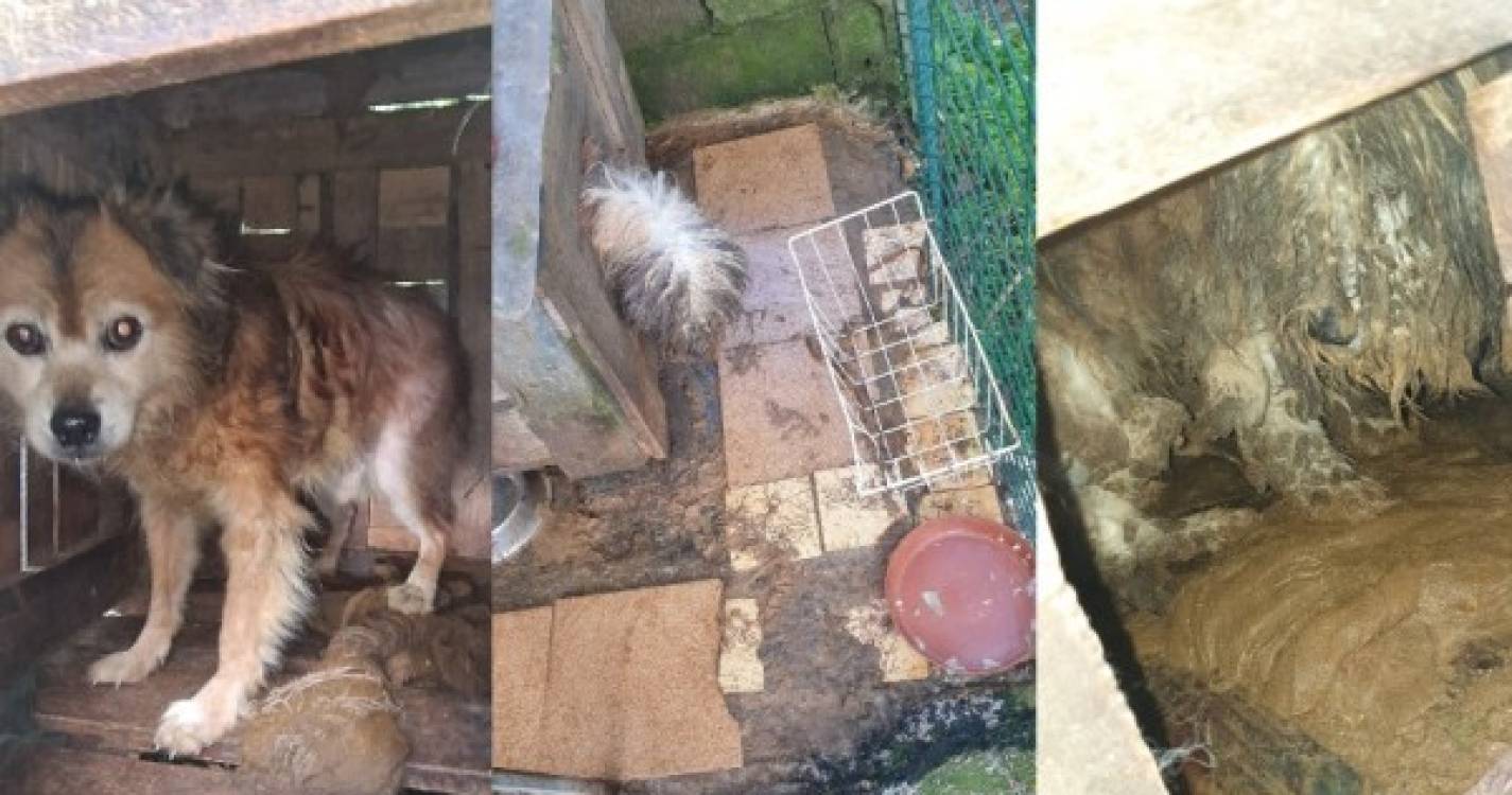 Resgatados em Santana dois cães a viver &#34;em condições miseráveis&#34; (com vídeo e fotos)