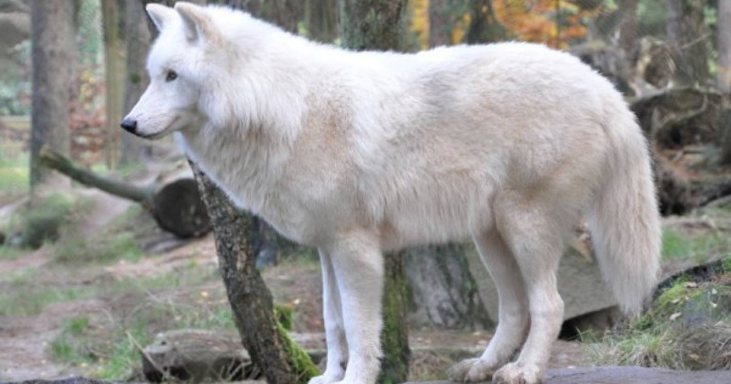 Firma chinesa de biotecnologia clona espécime de lobo ártico