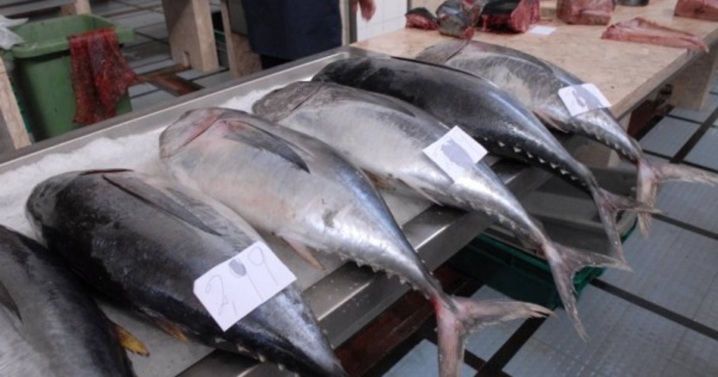 Pesca acessória de atum-rabilho proibida a partir de quarta-feira