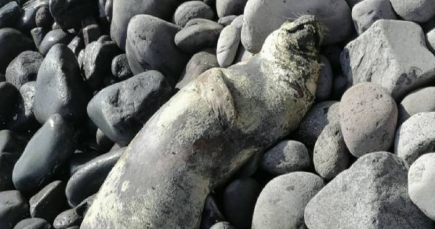 Morreu o lobo marinho que tem visitado o Paul do Mar