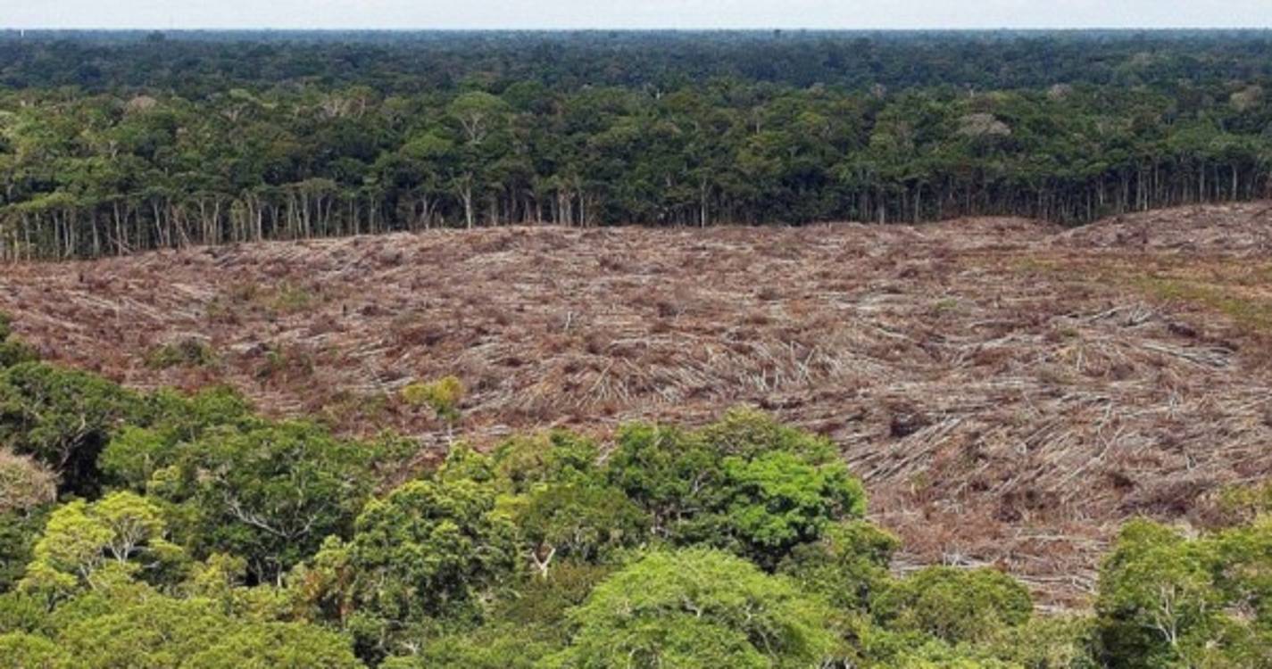 Covid-19: Investigadoras dizem que próxima pandemia pode surgir da Amazónia