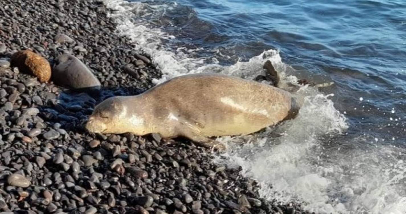 Lobo marinho 'visita' calhau do Paul do Mar