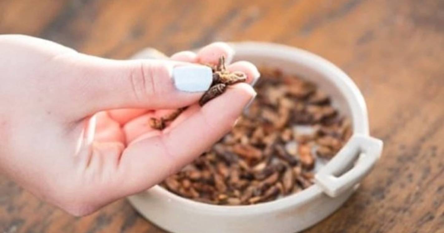 Já é permitido consumir (e vender) insetos em Portugal