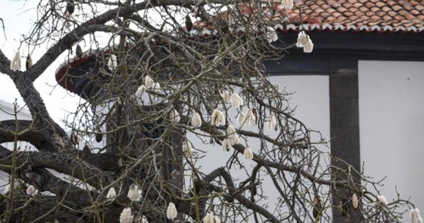 Concentrações muito elevadas de pólen na atmosfera em todo o país até quinta-feira