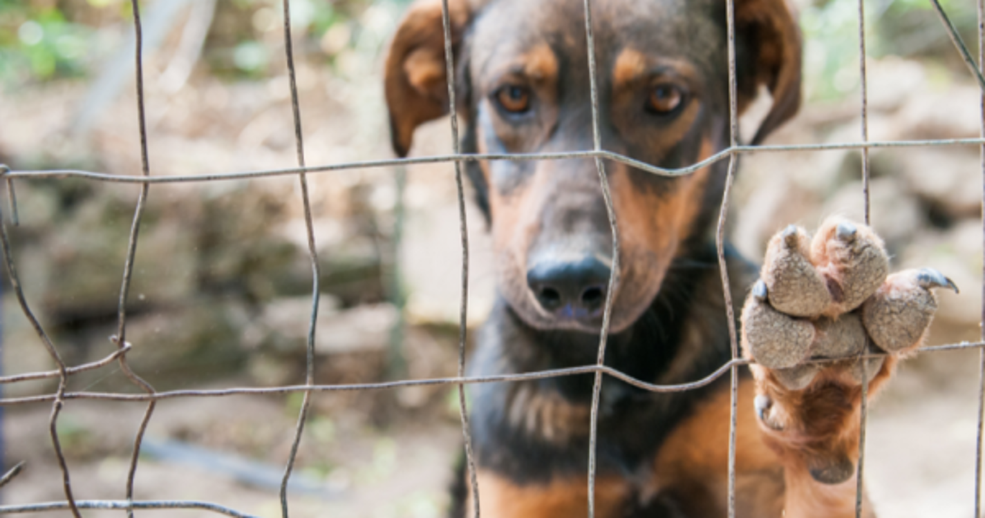Junta de Freguesia de São Martinho e Vetmedis empenhados na causa animal