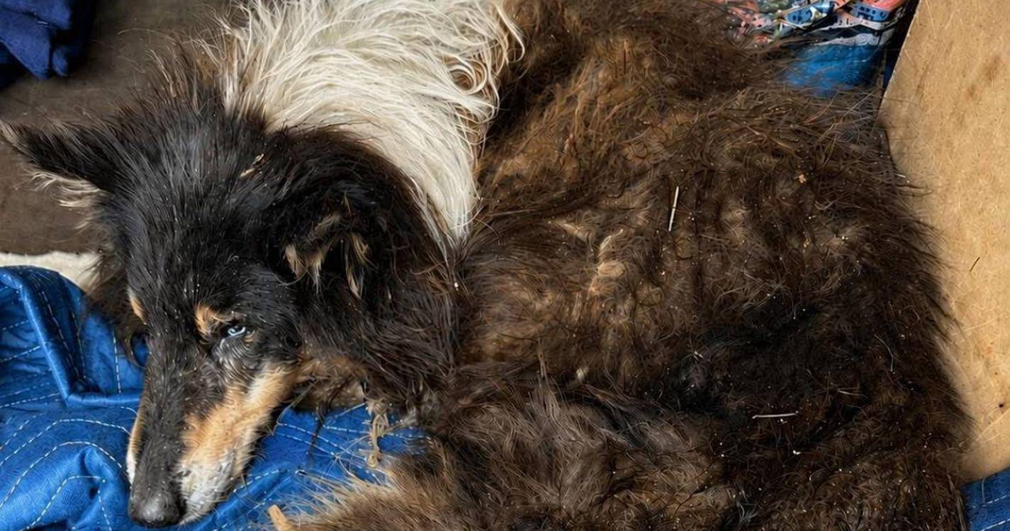 Tribunal: Associação recorre no caso do cão encontrado em estado grave em São Vicente