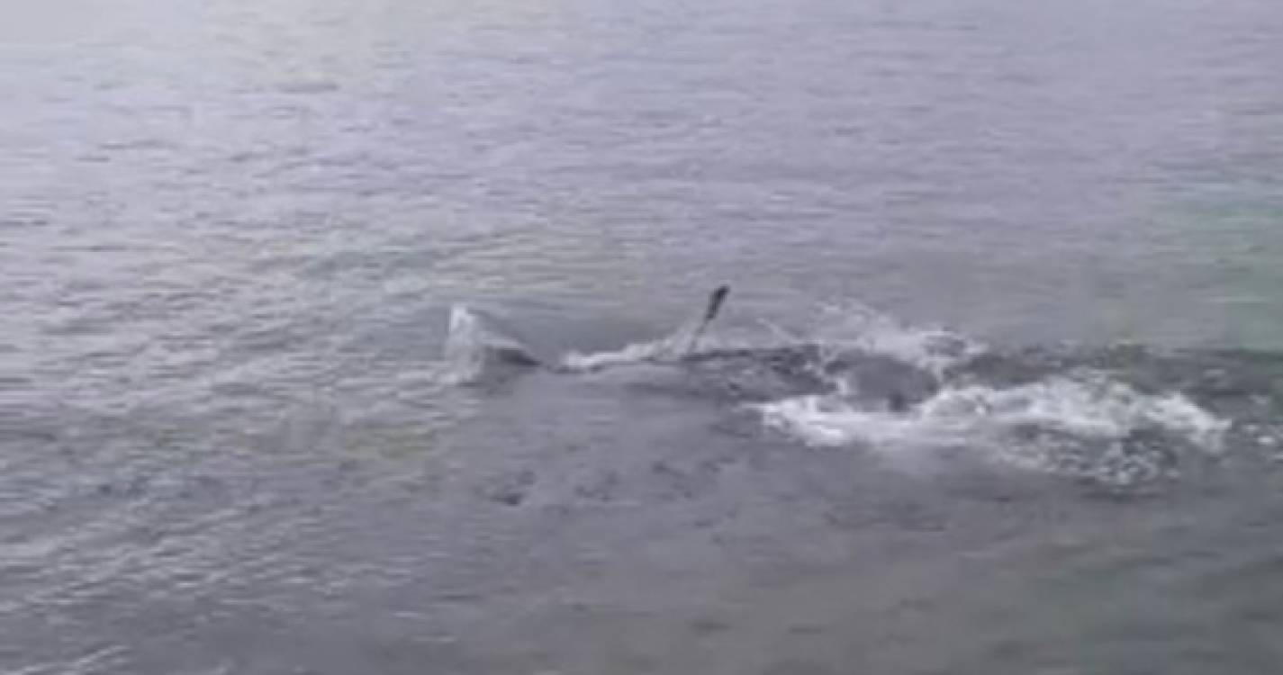 Tubarão junto à praia da Ribeira Brava causa apreensão (com vídeo)